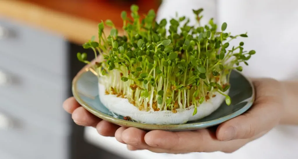 ​ปลูกผักเองยังไงให้พอกิน? ผักจิ๋วประโยชน์แจ๋วอย่าง ‘ไมโครกรีน’ คือคำตอบ