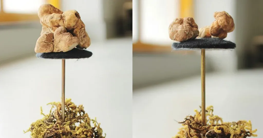 ตื่นเต้นกับการค้นพบเห็ดทรัฟเฟิลในไทย และโลกเล็กๆ ของเห็ดน้อยๆ