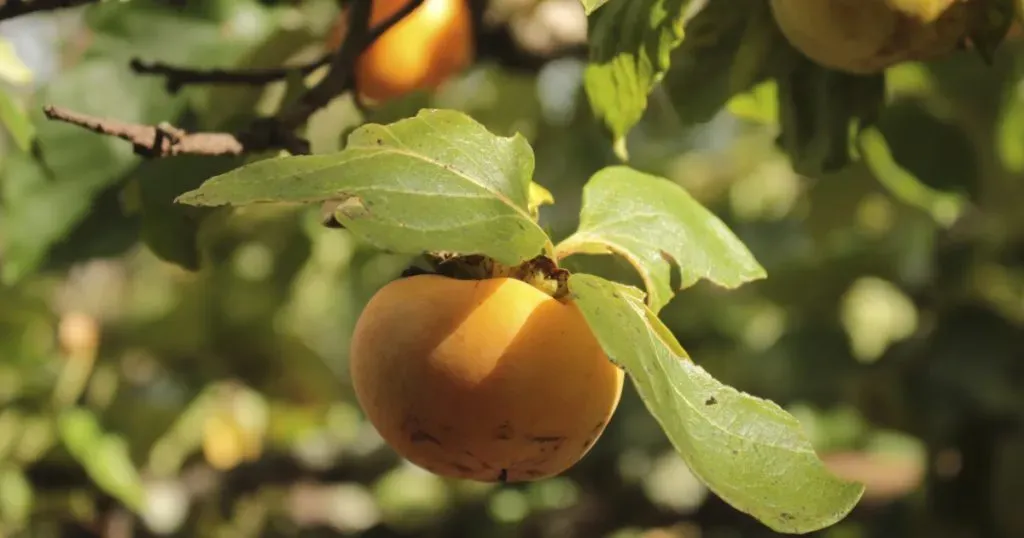 เที่ยวสวนของคนขี้เกียจ แล้วเก็บลูกพลับกับอะโวคาโดกินแบบสดจากต้น