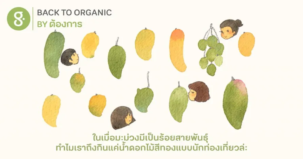 ในเมื่อมะม่วงมีเป็นร้อยสายพันธุ์ ทำไมเราถึงกินแค่น้ำดอกไม้สีทองแบบนักท่องเที่ยวล่ะ