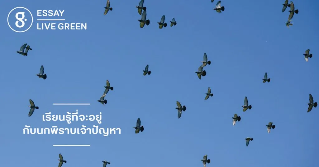 เรียนรู้ที่จะอยู่กับ ‘นกพิราบ’ เจ้าปัญหา
