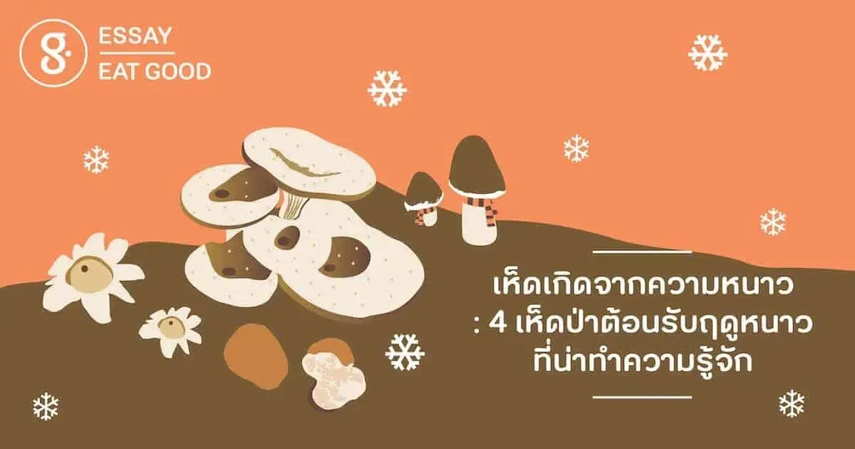 เห็ดเกิดจากความหนาว: 4 เห็ดป่าต้อนรับฤดูหนาวที่น่าทำความรู้จัก