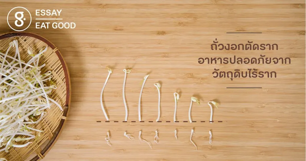 ถั่วงอกตัดราก อาหารปลอดภัยจากวัตถุดิบไร้ราก