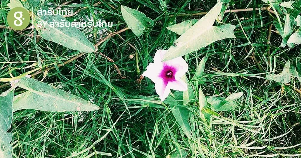 ผักบุ้ง Morning Glory เรืองรุ่งแห่งอรุณ