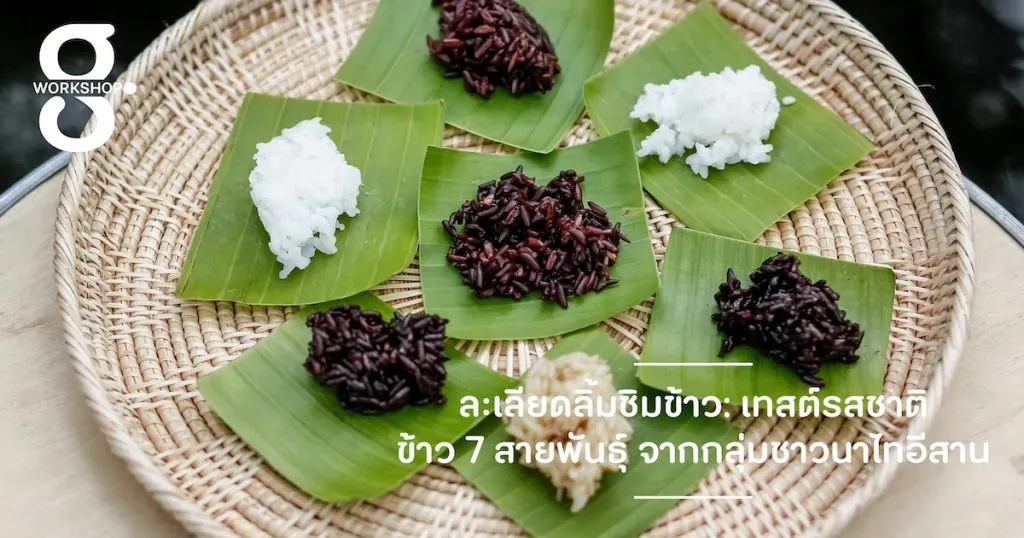 ละเลียดลิ้มชิมข้าว: เทสต์รสชาติข้าว 7 สายพันธุ์จากกลุ่มชาวนาไทอีสาน