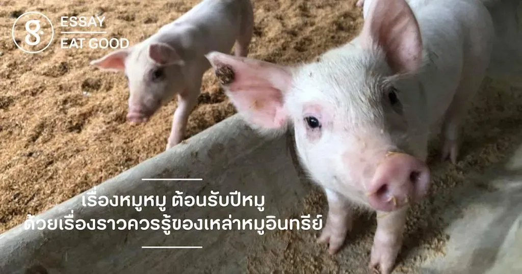 เรื่องหมูหมู ต้อนรับปีหมูด้วยเรื่องราวควรรู้ของเหล่าหมูอินทรีย์