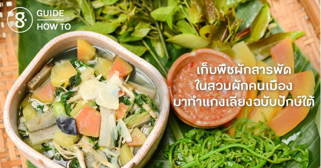 เก็บพืชผักสารพัดในสวนผักคนเมือง มาทำแกงเลียงฉบับปักษ์ใต้