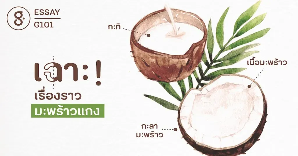 เฉาะ! เรื่องราว ‘มะพร้าวแกง’