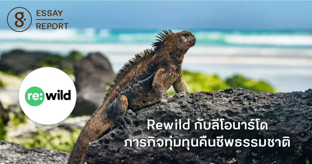 Rewild กับลีโอนาร์โด ภารกิจทุ่มทุนคืนชีพธรรมชาติครั้งใหญ่