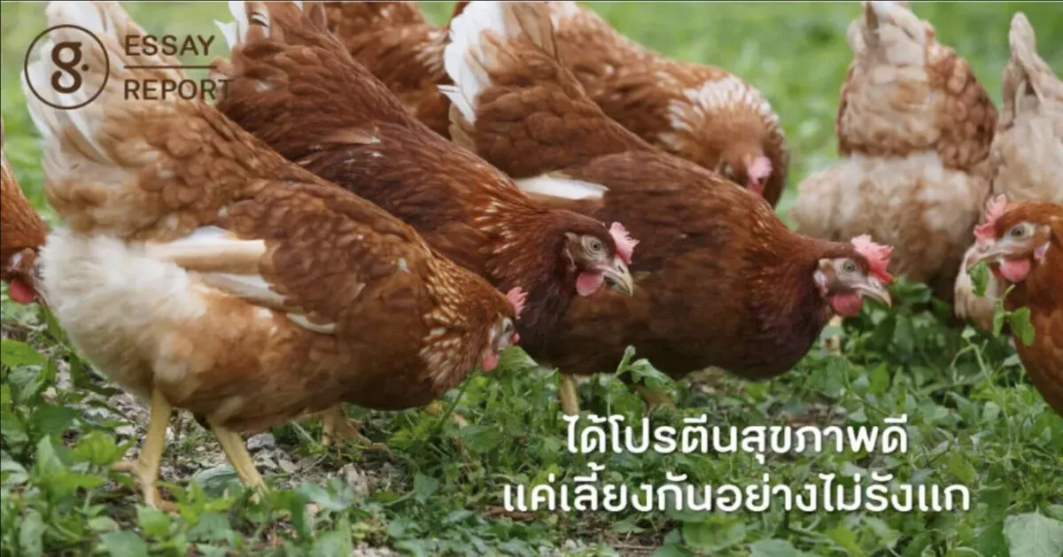 ได้โปรตีนสุขภาพดี แค่เลี้ยงกันอย่างไม่รังแก