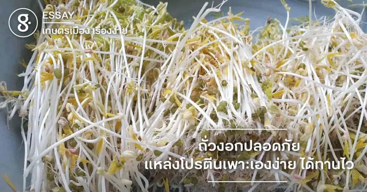 ถั่วงอกปลอดภัย แหล่งโปรตีนเพาะเองง่าย ได้ทานไว