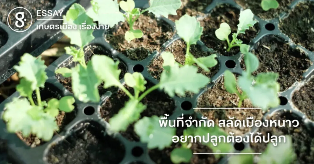 พื้นที่จำกัด สลัดเมืองหนาว อยากปลูกต้องได้ปลูก