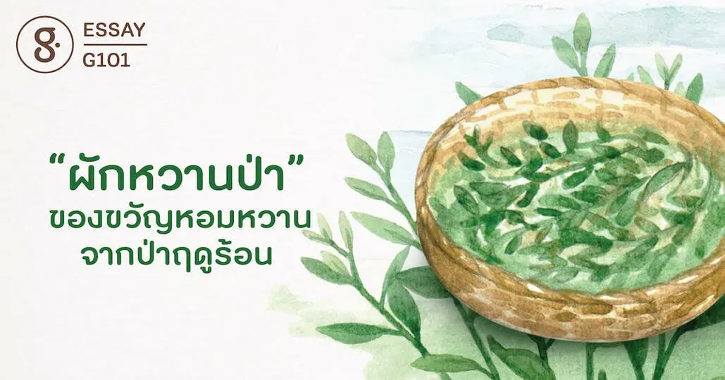 ผักหวานป่า ของขวัญหอมหวานจากป่าฤดูร้อน