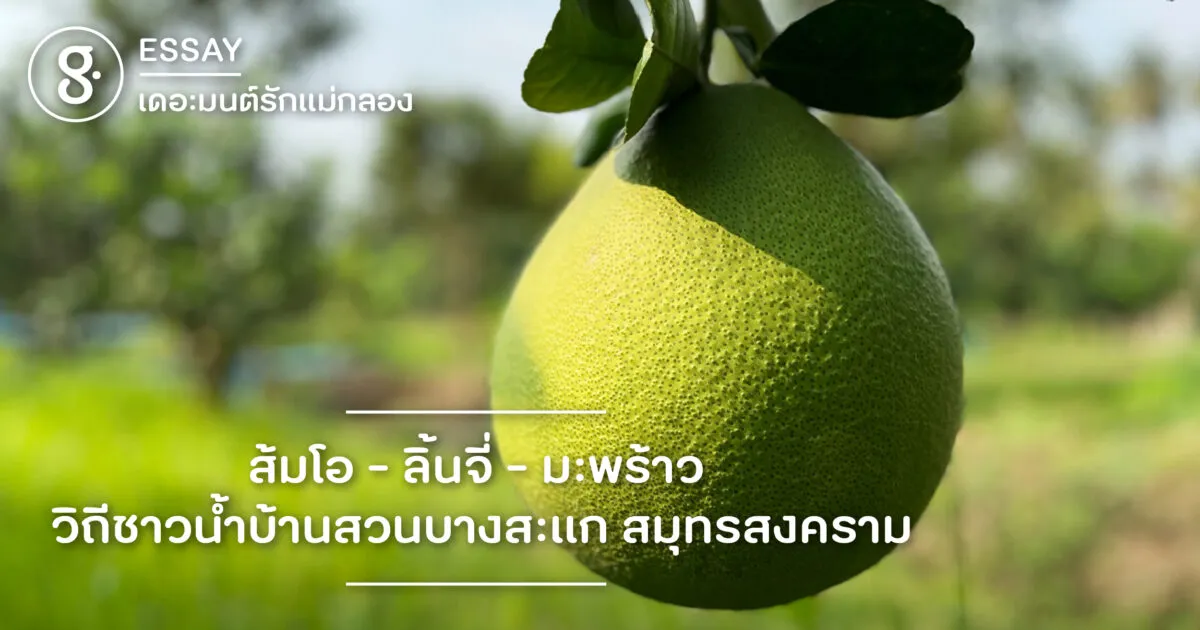 ส้มโอ – ลิ้นจี่ – มะพร้าว วิถีชาวน้ำบ้านสวนบางสะแก สมุทรสงคราม