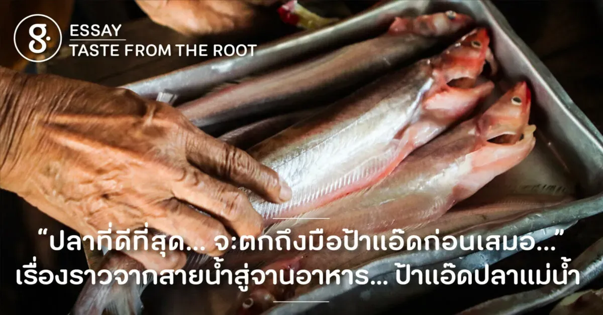 “ปลาที่ดีที่สุด… จะตกถึงมือป้าแอ๊ดก่อนเสมอ…” เรื่องราวจากสายน้ำสู่จานอาหาร… ป้าแอ๊ดปลาแม่น้ำ