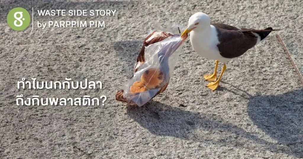 ทำไมนกกับปลา ถึงกินพลาสติก?