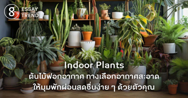 Indoor Plants ต้นไม้ฟอกอากาศ ทางเลือกอากาศสะอาด ให้มุมพักผ่อนสดชื่นง่าย ๆ ด้วยตัวคุณ