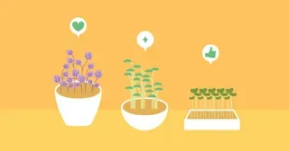 มือใหม่หัดปลูก มาลองปลูกความสุขง่ายๆ กับต้นอ่อนพลังสดกันไหมครับ