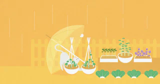 อย่าไปกลัวเวลาที่ฟ้าไม่เป็นใจ มาปลูกผักรับฤดูกาลที่เปลี่ยนแปลง