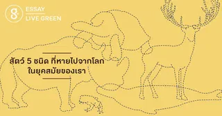 สัตว์ 5 ชนิดที่หายไปจากโลกในยุคสมัยของเรา