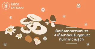 เห็ดเกิดจากความหนาว: 4 เห็ดป่าต้อนรับฤดูหนาวที่น่าทำความรู้จัก