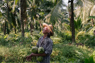 วิทยา เลี้ยงรักษา: ชาวสวนผู้มีหน้าที่ปลูกมะพร้าวปลอดภัยที่ดีที่สุดให้เรากิน