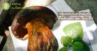 ชิมกลิ่นรสแห่งหน้าฝน ‘เห็ดตับเต่า’ และ ‘ใบหูเสือ’