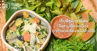 เก็บพืชผักสารพัดในสวนผักคนเมือง มาทำแกงเลียงฉบับปักษ์ใต้