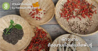 ผักจะงาม ต้องงามตั้งแต่เมล็ดพันธุ์