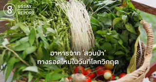 อาหารจาก ‘สวนป่า’ ทางรอดใหม่ในวันที่โลกวิกฤต
