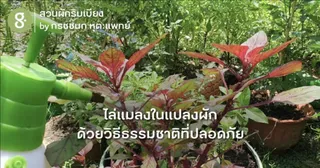 ไล่แมลงในแปลงผัก ด้วยวิธีแบบธรรมชาติที่ปลอดภัยกว่า