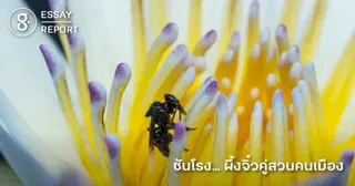 ชันโรง… ผึ้งจิ๋วคู่สวนคนเมือง