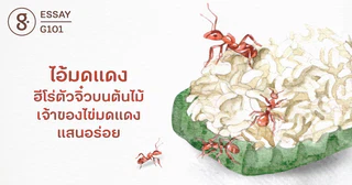 ไอ้มดแดง ฮีโร่ตัวจิ๋วบนต้นไม้ เจ้าของไข่มดแดงแสนอร่อย