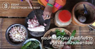 หอมกลิ่นข่าโคม เปิดตู้กับข้าวอาหารจากป่ามอตาจ่อย