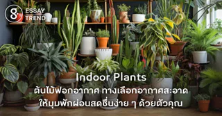 Indoor Plants ต้นไม้ฟอกอากาศ ทางเลือกอากาศสะอาด ให้มุมพักผ่อนสดชื่นง่าย ๆ ด้วยตัวคุณ