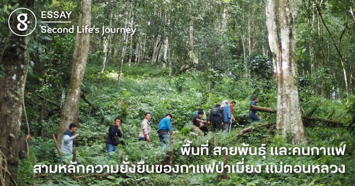 พื้นที่ สายพันธุ์ และคนกาแฟ สามหลักความยั่งยืนของกาแฟป่าเมี่ยง แม่ตอน